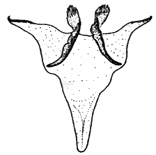 Sylvicola (Sylvicola) zetterstedti: female genitalia.