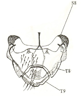 Anapausis dalmatina, female genitalia in dorsal view