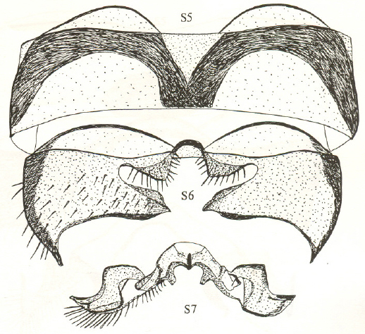 Anapausis dalmatina, male sternites 5-7 (after Chandler, 1999).