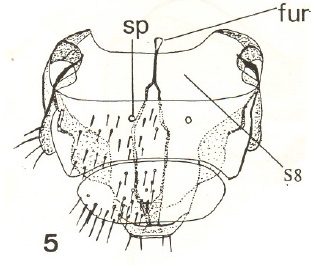 Anapausis floricola, female genitalia in dorsal view