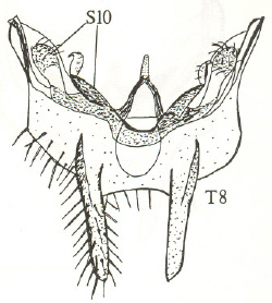 Anapausis floricola, male tergite 8 and sternite 10 (after Chandler, 1999).