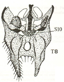 Anapausis pollicata, male tergite 8 and sternite 10 (after Chandler, 1999).