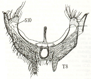 Anapausis rectinervis, male tergite 8 and sternite 10 (after Chandler, 1999).