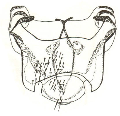 Anapausis soluta, female genitalia in dorsal view
