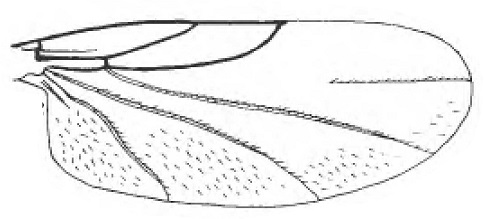 Anapausis soluta, wing