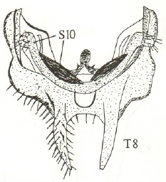Anapausis soluta, male tergite 8 and sternite 10 (after Chandler, 1999).