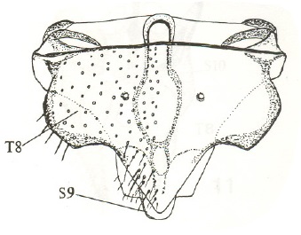 Anapausis sp. Austria, female genitalia in dorsal view
