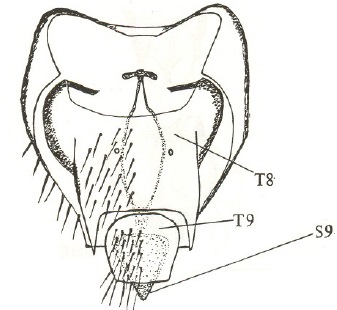 Anapausis sp. Scotland, female genitalia in dorsal view