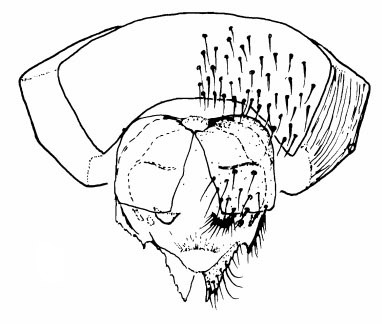 Apiloscatopse subgracilis, female genitalia in ventral view (after Haenni & Greve, 1995).
