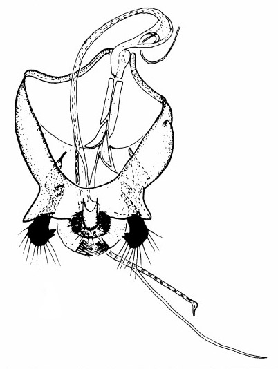 Apiloscatopse subgracilis, male genital capsule in dorsal view (after Haenni & Greve, 1995).