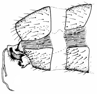 Apiloscatopse subgracilis, male genitalia in lateral view (after Haenni & Greve, 1995).