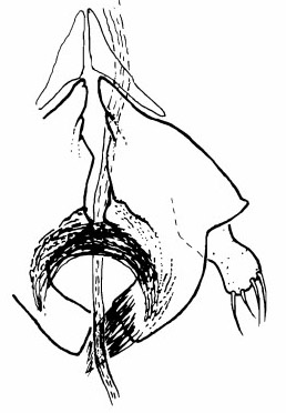 Apiloscatopse subgracilis, male penis valves in ventral view (after Haenni & Greve, 1995).