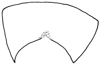 Apiloscatopse subgracilis, male sternite 7 (after Haenni & Greve, 1995).