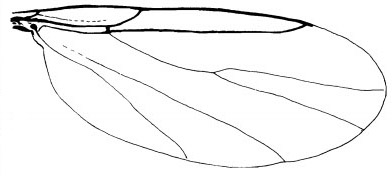 Apiloscatopse subgracilis, male wing (after Haenni & Greve, 1995).
