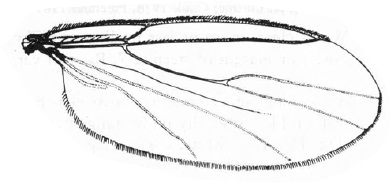 Apiloscatopse filamentosa, wing