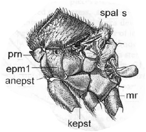 Aspistes sp., thorax in lateral view