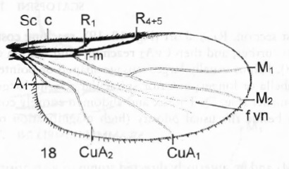 Coboldia fuscipes, wing