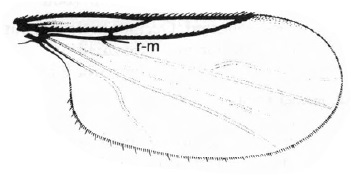Colobostema variatum, wing