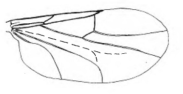 Efcookella albitarsis, wing