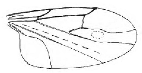 Holoplagia bullata, female wing