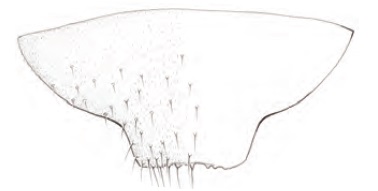 Parascatopse distorta, male sternite 7