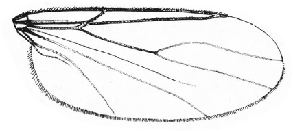 Pharsoreichertella hamifera, wing