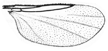 Psectrosciara sp., wing