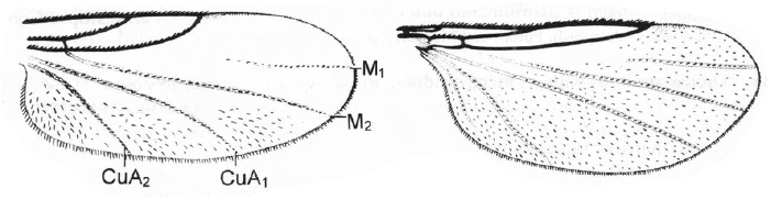 Psectrosciarinae, wings