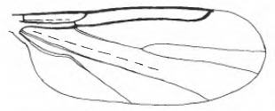 Reichertella geniculata, wing (after Freeman, 1985).