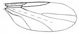 Reichertella pulicaria, wing (after Freeman, 1985).