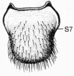 Rhegmoclemina bimaculata, male, sternite 7 in ventral view (after Haenni, 1997).