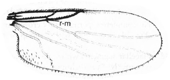 Rhegmoclemina sp., wing