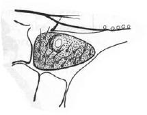 Rhexoza incisa, anterior spiracle