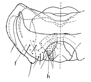 Scatopse globulicauda, female genitalia in dorsal view