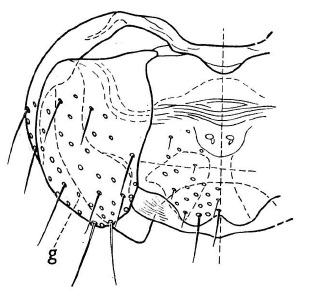 Scatopse globulicauda, female genitalia in ventral view