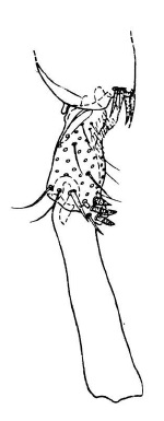 Scatopse globulicauda, basal segments of male hind tarsus