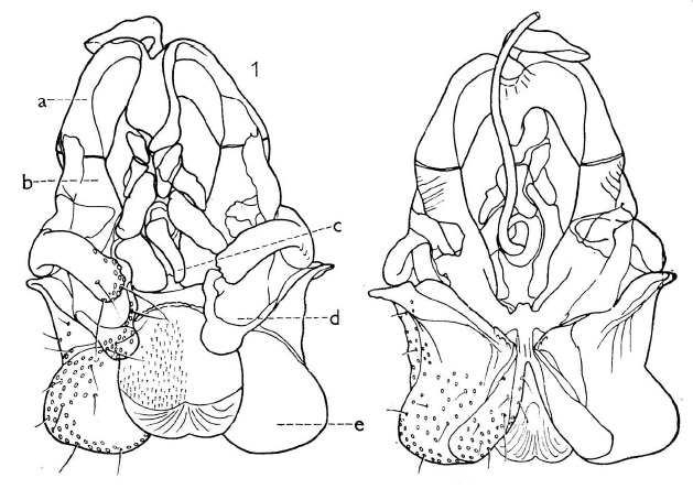 Scatopse globulicauda, male genitalia