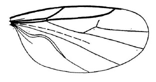 Scatopse globulicauda, wing