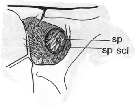 Scatopse notata, anterior spiracle