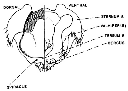 Scatopse notata, female genitalia