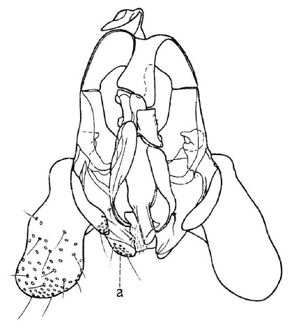 Scatopse notata, male genital capsule in dorsal view