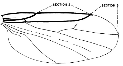 Scatopse notata, wing