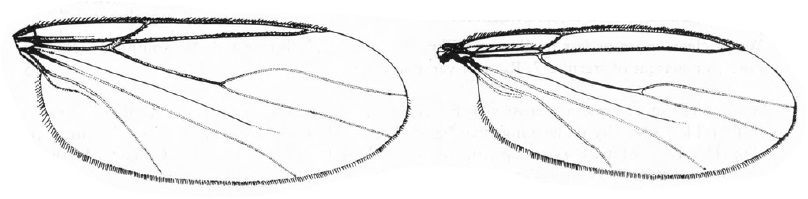 Scatopsinae, wings