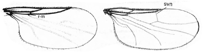 Scatopsinae, wings