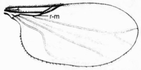 Swammerdamella obtusa, wing (after Haenni, 1997).