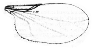 Swammerdamella obtusa, wing