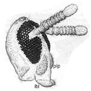 Swammerdemella acuta, head in lateral lateral view