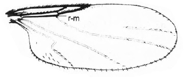 Thripomorpha sp., wing