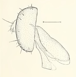 Chamaepsila atra, male genitalia in lateral view