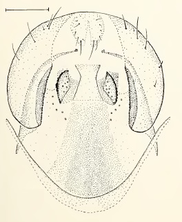 Chamaepsila atra, male genitalia in ventral view